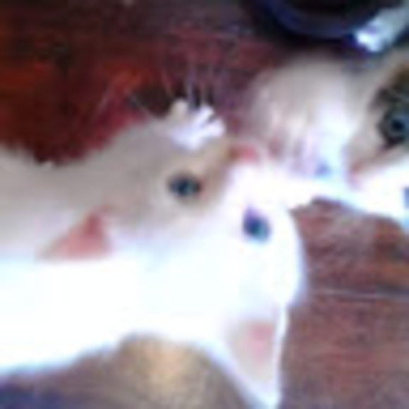 Meet your Posher, Erica - Picture 1 of 1